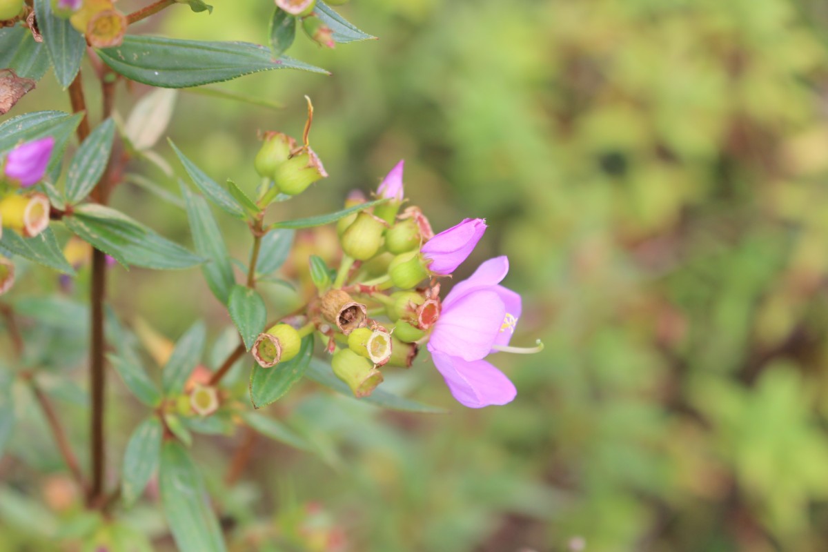 Osbeckia octandra DC.